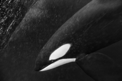 A large male orca comes in for close inspection.