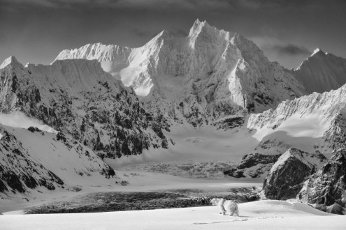 The surrounding mountains dwarf a large, male polar bear.