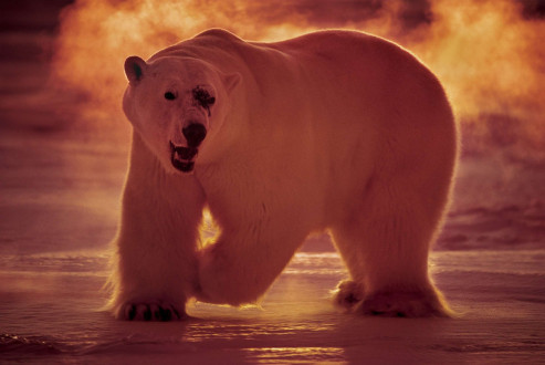 A massive male polar bear sports a fresh battle wound on his face from fighting with another male for the right to breed. 