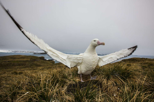 An albatross displays its wingspan. Falkland Islands.