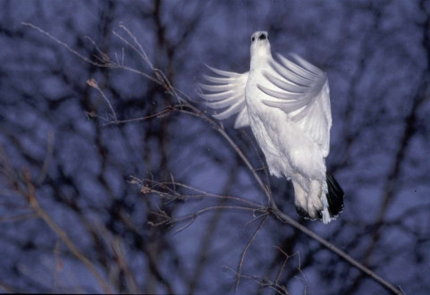 A ptarmigan takes flight. 