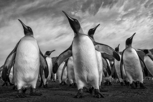 King penguins assess their surroundings before heading out to sea. 