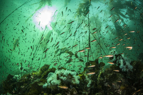 SeaLegacy Expedition 1 on the coast of BC. Exposing the beauty and mismanagement of this coast.
