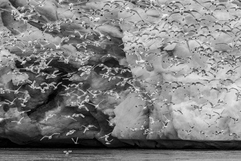 Hundreds of kittiwakes take to the air as a glacier face cracks, booms and pops. 