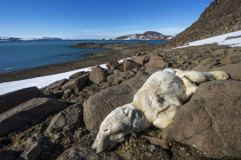 I have always been able to find bears roaming around on sea ice throughout the summer. On this occasion however, we didn't find any sea ice and we never found any bears alive.
