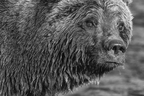 A young bear stares deep into my camera in a moment of quiet before pouncing forward for another fish.