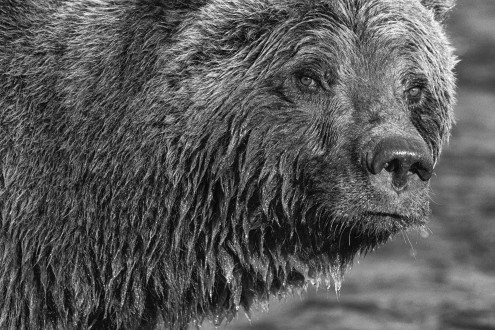 A young bear stares deep into my camera in a moment of quiet before pouncing forward for another fish. 