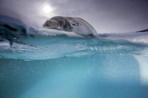 A leopard seal rests on a piece of drifting glacier ice.