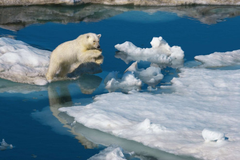 Polar bears are great swimmers, yet without sea ice they cannot jump from floe to floe to hunt.