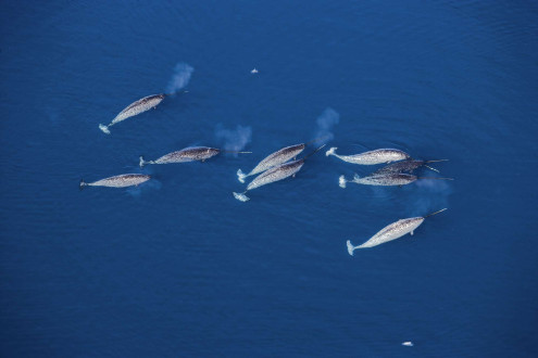 Male narwhals migrate through Lancaster Sound. 