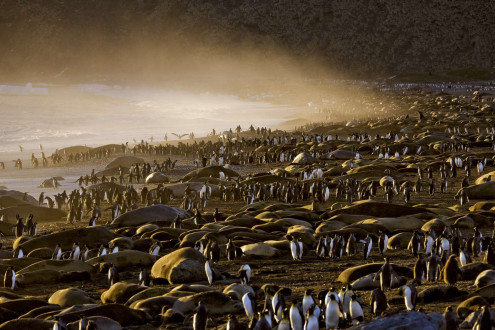 With the highest biodensity of life anywhere in the world, thousands of elephant seals and king penguins line the beaches of South Georgia, Antarctica.