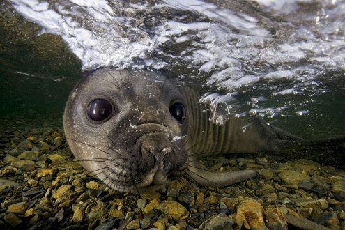 An elephant seal pup gets up close and personal in the shallow waters surrounding South Georgia, Antarctica.