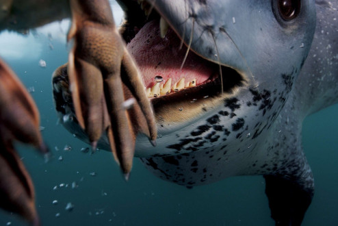 A leopard seal began to flip dead penguins on top of my head after I failed to accept any of her live offerings.