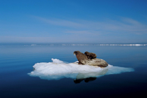 A mother walrus and her newborn pup rest on a piece of multilayer ice. 