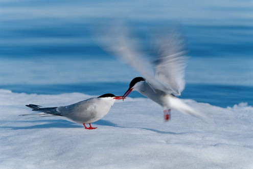 A courting male arctic tern delivers an amphipod to a potential mate.