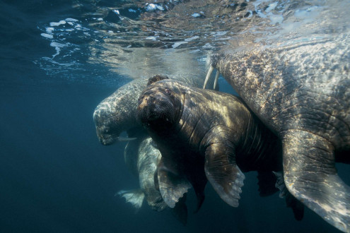 Mother walruses protect their young as they migrate through Arctic waters.