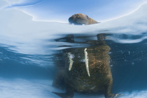 A large bull walrus rests on the underwater shelf of multiyear ice.