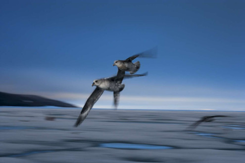 Northern fulmars soar over Admiralty Inlet. 