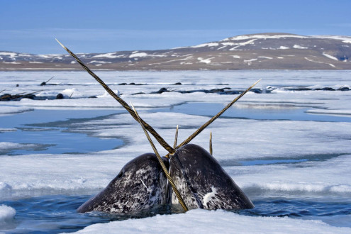 Narwhals cross tusks as they jockey for a breath.