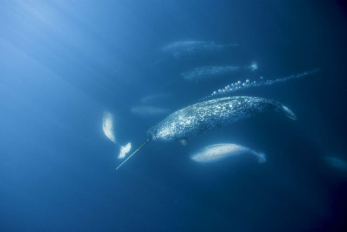 Narwhals travel along the floe edge of Baffin Island. 