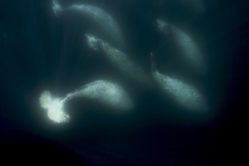 Narwhals retreat further into the icy abyss to continue feeding on Arctic cod. 