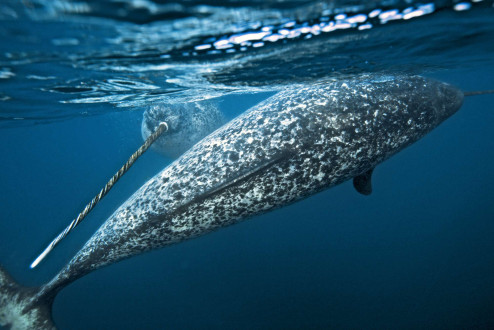 Two male narwhals roll around and engage in the ancient narwhal ritual of caressing one another.