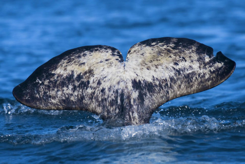 A narwhal reveals its heart-shaped flute as it dives down.