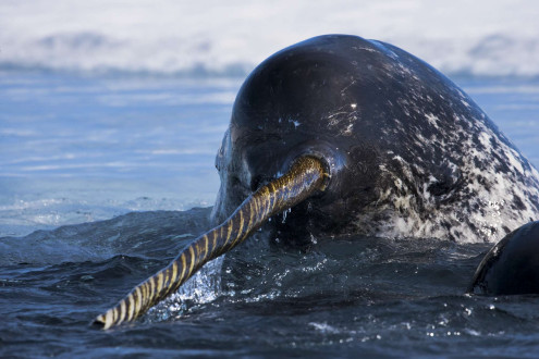 A narwhal wields its broken tusk as it takes a breath. 