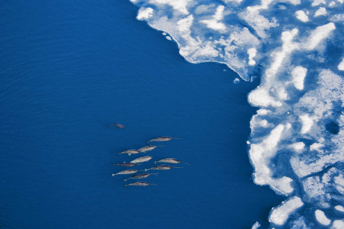 Narwhals approach the melting ice edge.