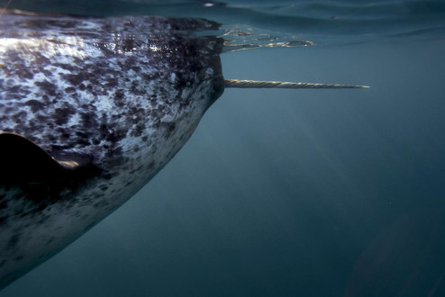 A female narwhal sports her tiny, thin tusk. 