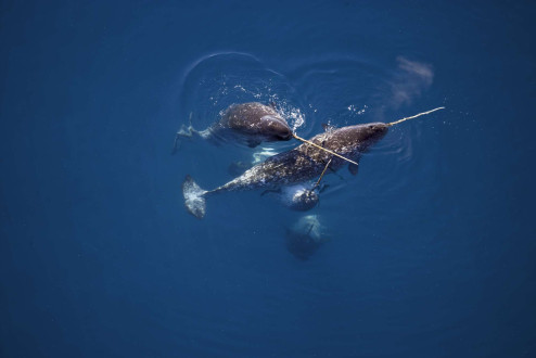 Male narwhals caress one other with their tusks.
