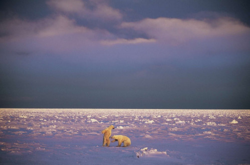 Two polar bears box on the sea ice as a storm looms in the background.