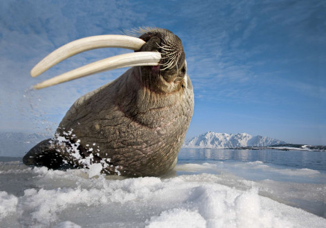 A walrus flicks his huge tusks.
