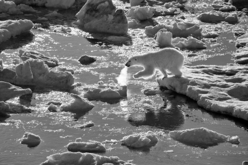 A young bear carefully navigates a disintegrating ice pack.