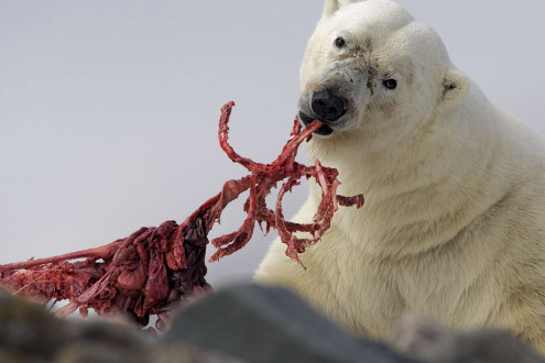 A large male polar bear feeds on the ribs of a bearded seal.