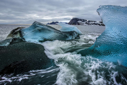 Hornsund, Svalbard. Kittiwakes on ice, polar bears on land and bearded seals on ice at Burgar Butka. .