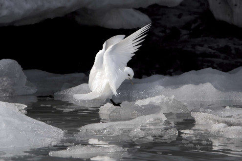 An ivory gull searches for nutrients on ice.