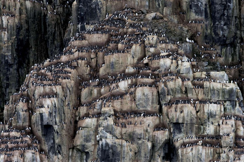Brunnich's guillemots nest in the millions along the shores of cape Fanshawe, Spitsbergen.