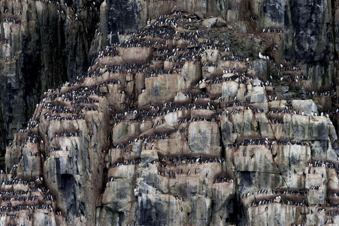 Brunnich's guillemots nest in the millions along the shores of cape Fanshawe, Spitsbergen. 