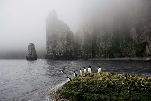 Brunnich's guillemots along the shore of Svalbard.
