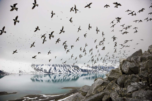 Millions of little auks, also known as dovekies, arrive at the shores of Svalbard each spring to nest and feed on the ocean's bounty of copepods. 