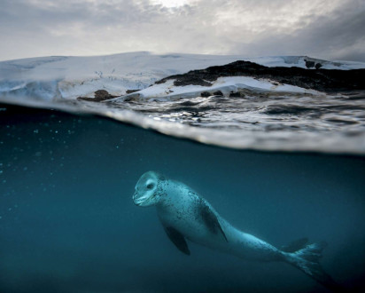 A leopard seal patrols the rocky and icy shores of the Antarctic Peninsula,