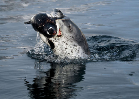 A leopard seal catches a gentoo penguin and toys with it before eating it.