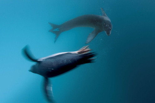 A leopard seal tries to feed my first penguin.
