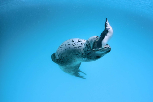 She tried various poses to try to get me to accept one of her offerings.