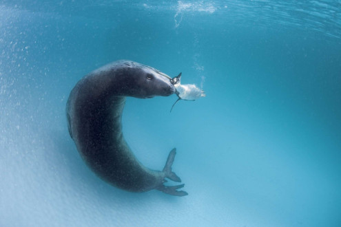 She becomes more insistent in her efforts to feed me penguins.