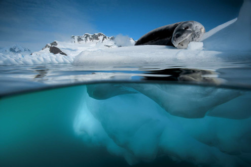 After a busy morning of hunting, a leopard seal rests on a chunk of glacier ice.