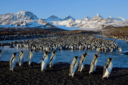 King penguins return from the sea to feed their chicks.