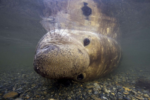 An elephant seal bull cooling off in fresh water.