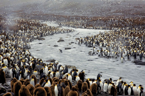Molting king penguins line a mountain-fed stream.